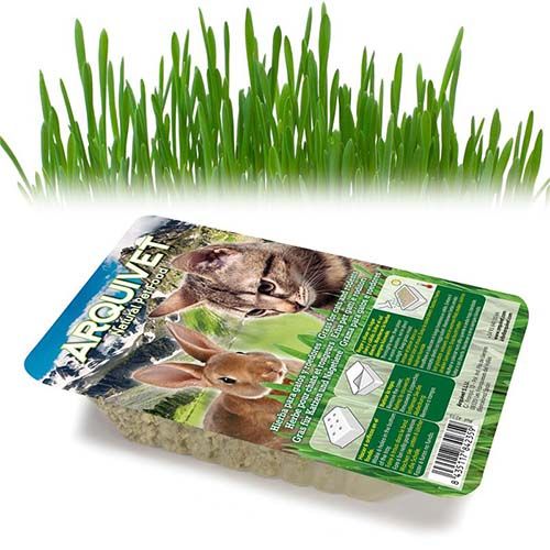 Herbe à chat en barquette Arquivet